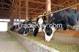 Cattle Feeds Bulk Feeds Best Nutrition Premix