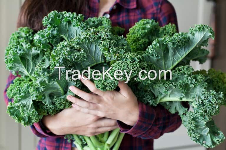 Fresh Organic Kale / Export quality / From South Africa