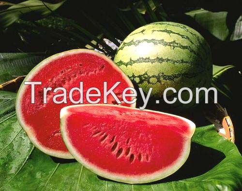 FRESH WATERMELON EXPORT STANDARD WITH BEST PRICE