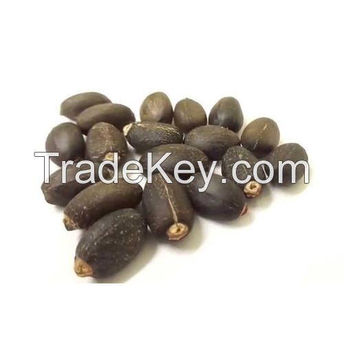 High Quality Jatropha Seeds /  Jatropha Seeds