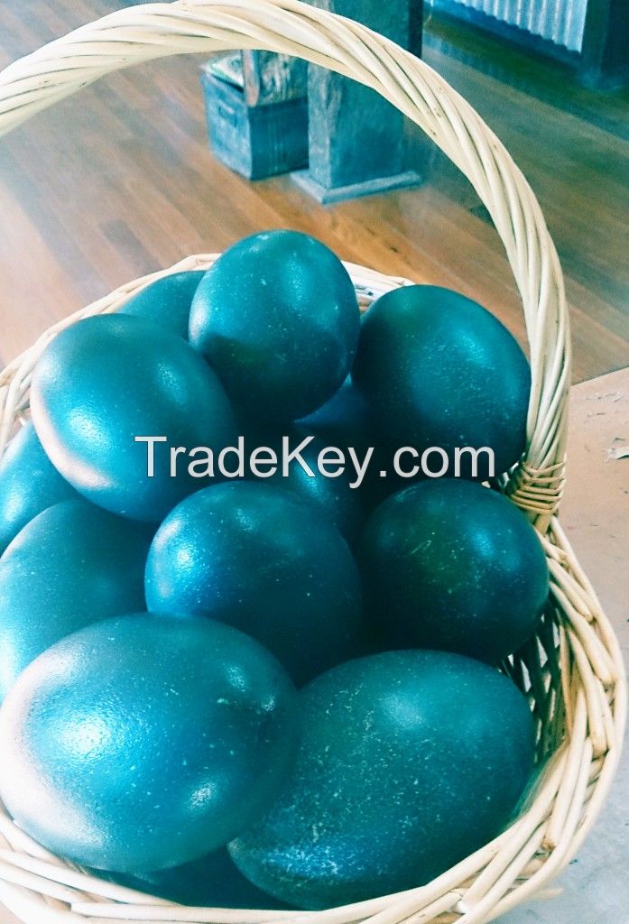 Emu Eggs For Sale (Both Fertile and Emu Eggs for Human consumption)