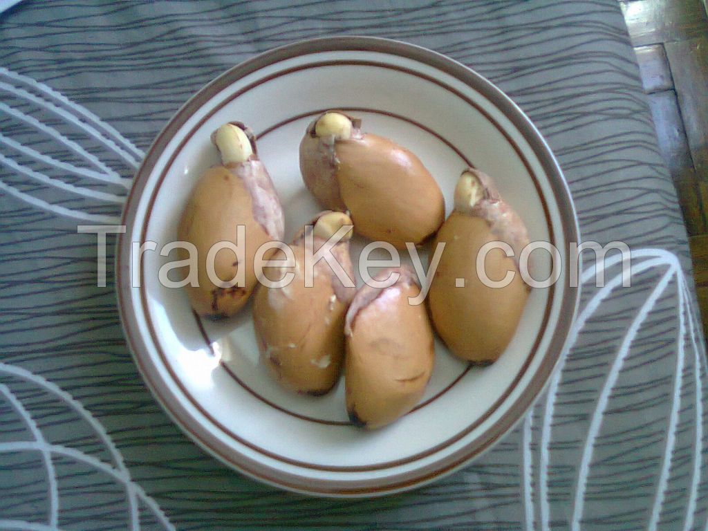 REady Durian seed For Sale
