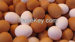 Eggs/fresh chicken, honey/eggs products