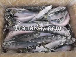 Frozen Pacific Mackerel Fish with every size