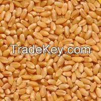 Non-GMO Soft Milling Wheat for Human Consumption