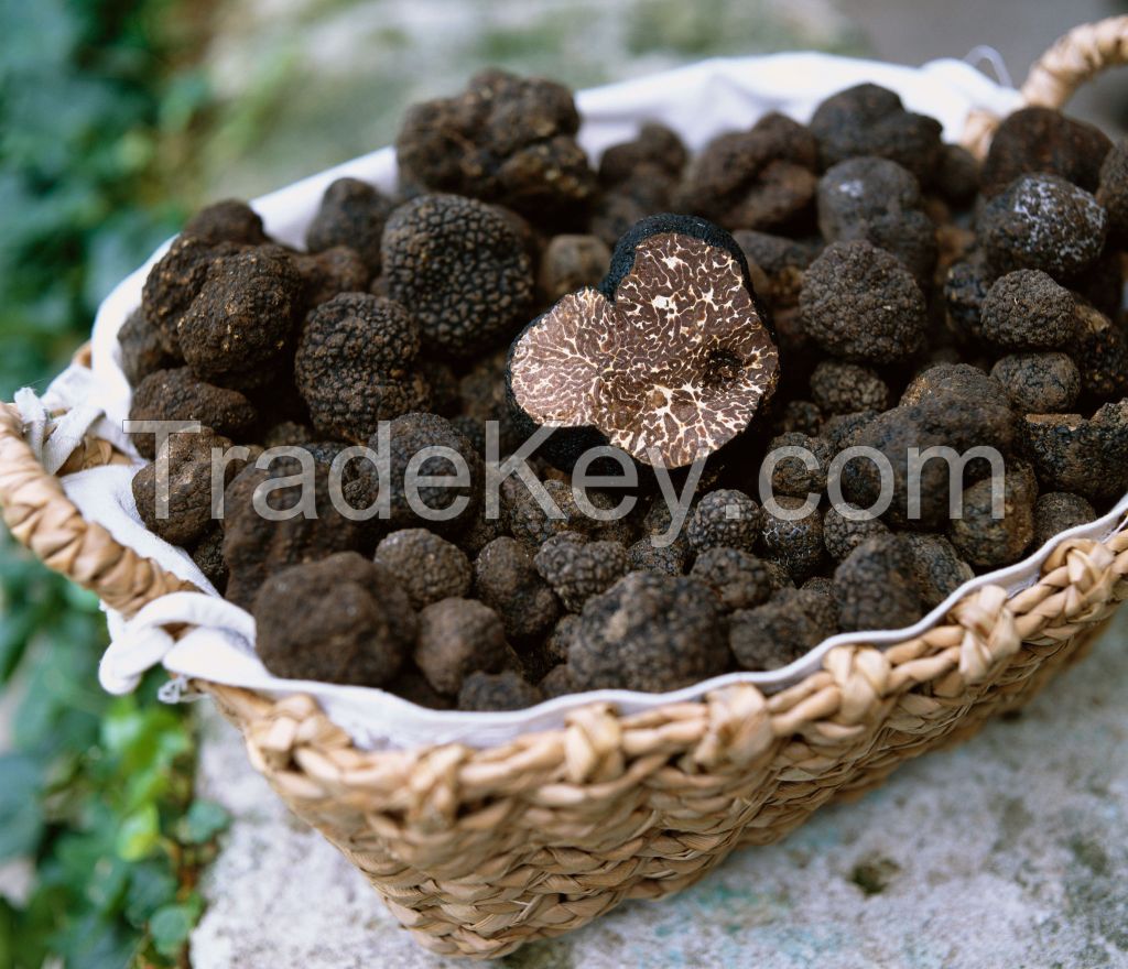 Mushroom Fresh Black Truffle, High Quality Fresh Truffle, Black Truffle