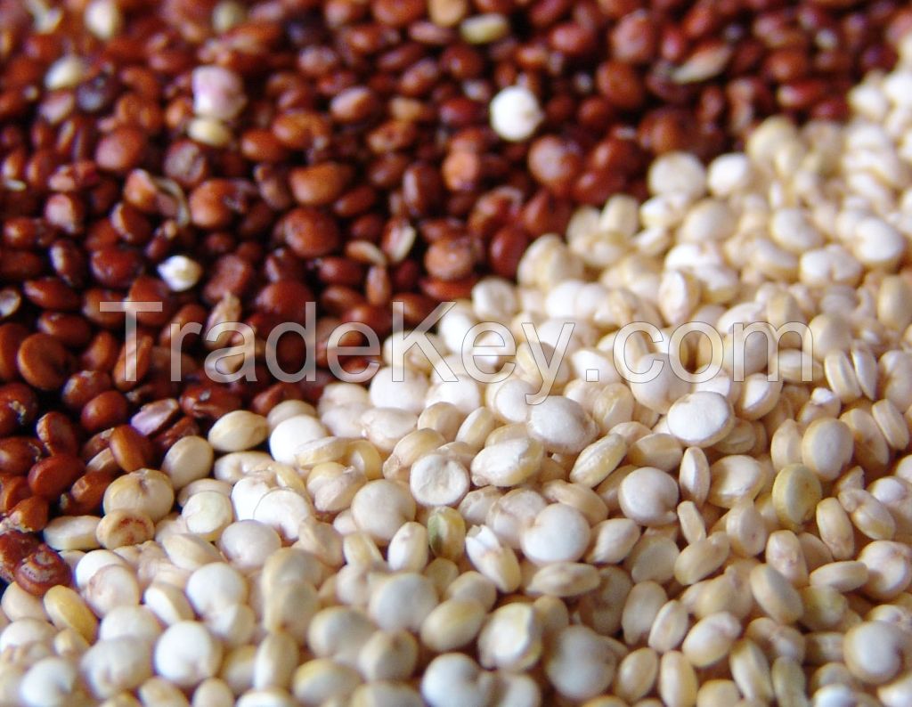 Quinoa Grain/ Quinoa Seeds/Organic Quinoa Grain