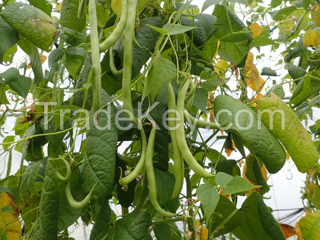 Fresh strip green bean/Fresh Green Mung beans/ Urad Dal/ Gram/Peas