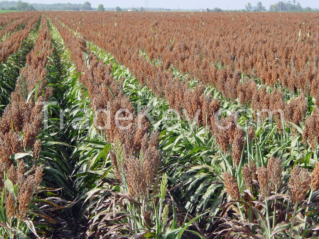 Organic Sorghum