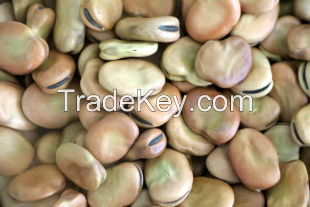 Broad beans /horse beans /dried fava beans