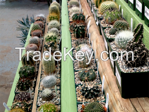 Cacti nursery indoor plant