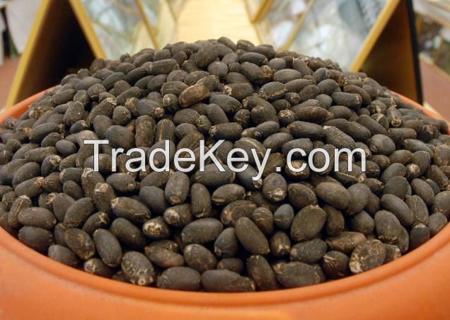 Jatropha Seeds, Castor Seeds, Flax Seeds