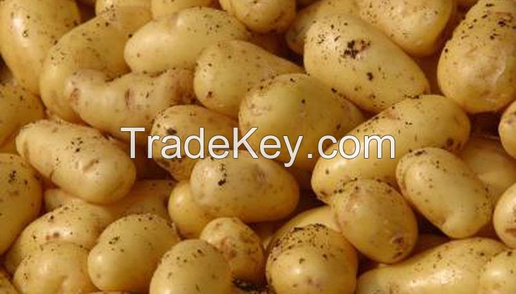 New harvest fresh Irish potatoes
