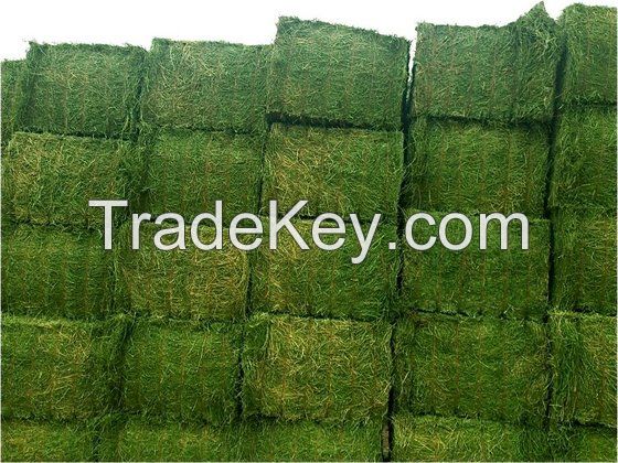 Quality Alfalfa Hay, Timothy Hay and Bermuda Hay