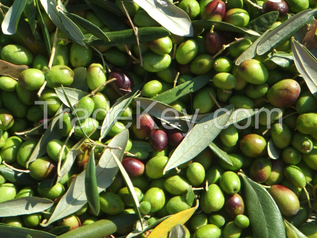 Fresh Olive