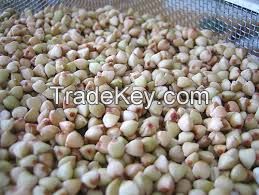 Buckwheat