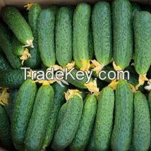 High Quality Fresh Cucumber/Frozen Cucumber, 