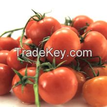 fresh tomatoes