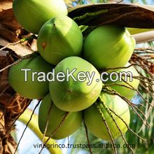 Fresh green young coconut