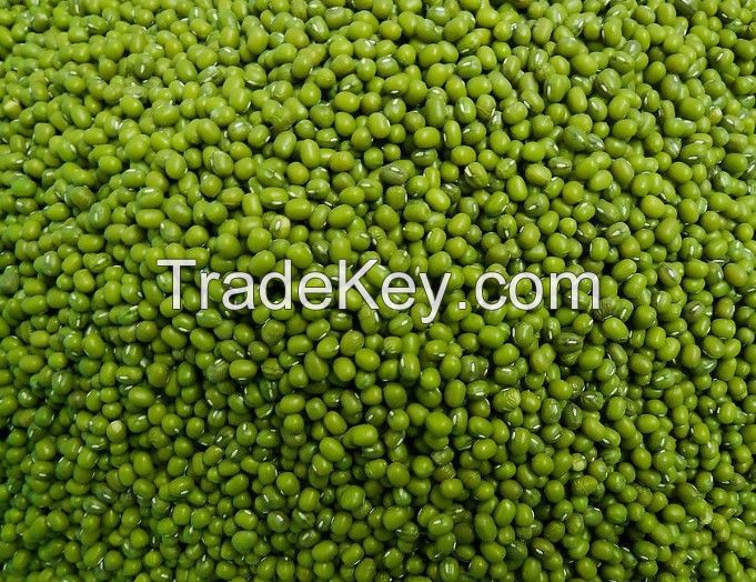 High Quality Green Mung Beans