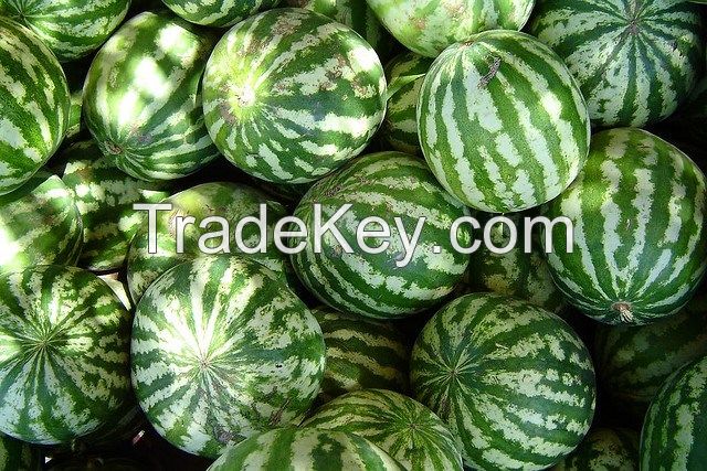 High Quality Fresh Water Melons