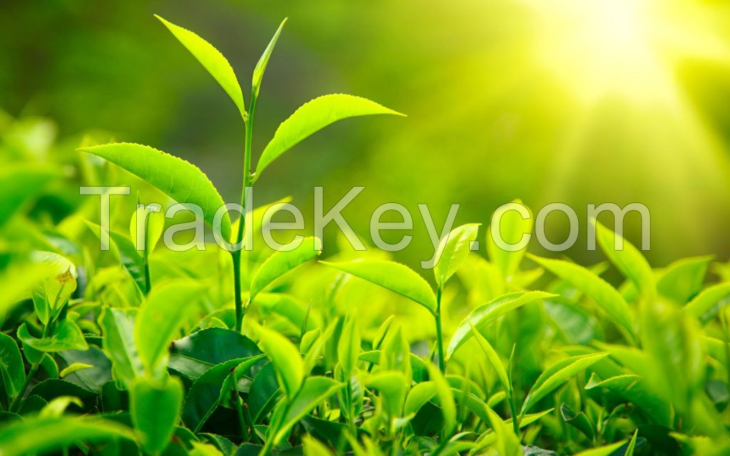 High quality Green Tea