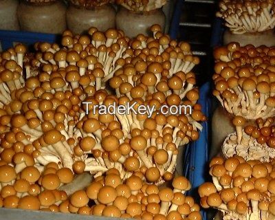 Fungus Edible Mushroom Frozen Pholiota Nameko