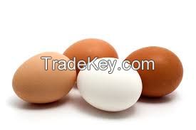 Fresh Chicken Table Eggs Brown and White Shell Chicken Eggs