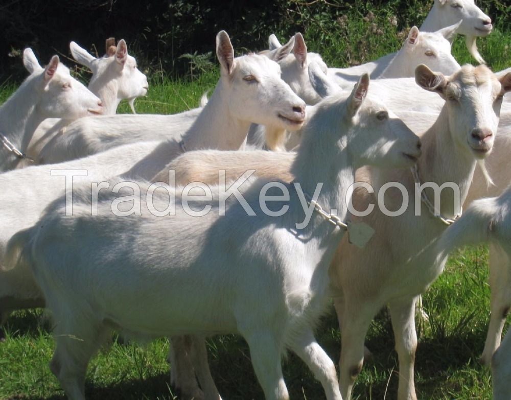 Healthy Saanen Goats, Askanian Goats for Sale