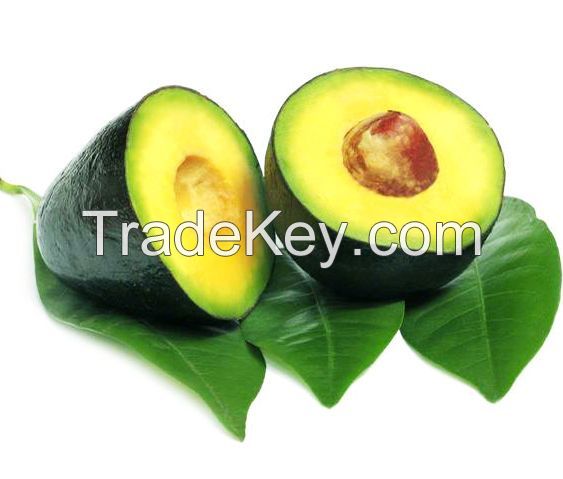 Fresh Avocados For sale