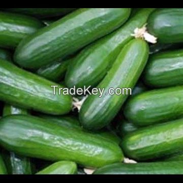 High Quality Fresh Cucumber