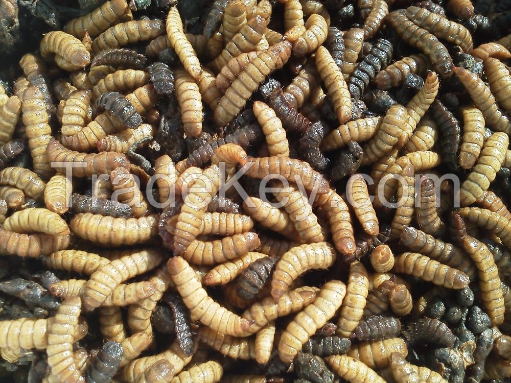 Black Soldier Fly Larvae