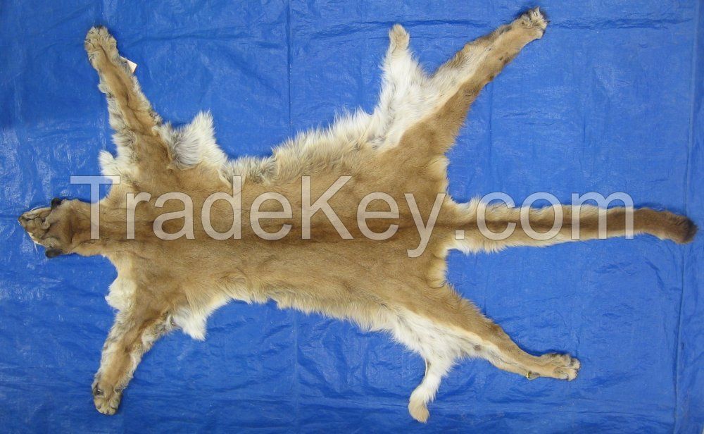 Cow Horn, Buffalo Horn, Lion skin for sale