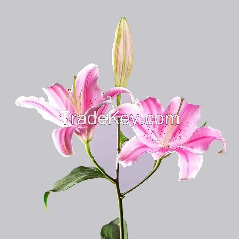 High Quality Hot Sales Fresh Cut Flower Pink Lily for Wedding and Decoration