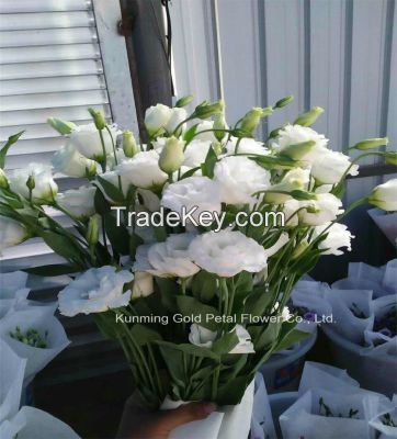 Popular High Quality White Fresh Cut Flower Eustoma
