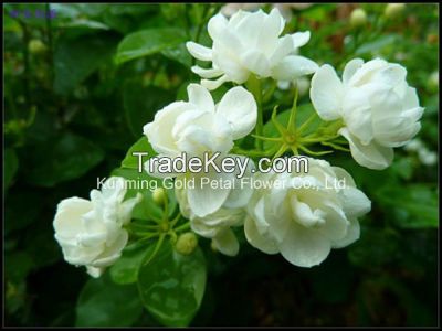 Superior Quality and Best Price Fresh Cut Flower Jasmine