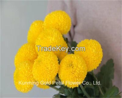 High Quality Beautiful Fresh Cut Flower Chrysanthemum Ball