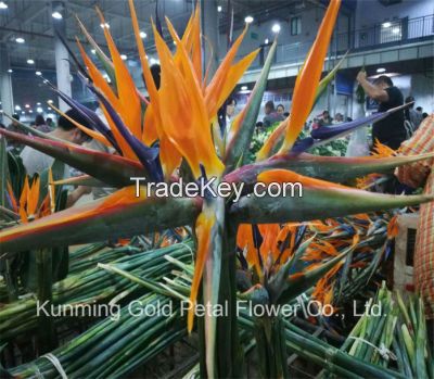 Natuaral Popular Fresh Cut Flowers Bird of Paradise