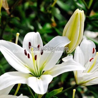 Wonderful Hot Selling Fresh Cut Flowers Lilies White Siberia Lily for Wholesale