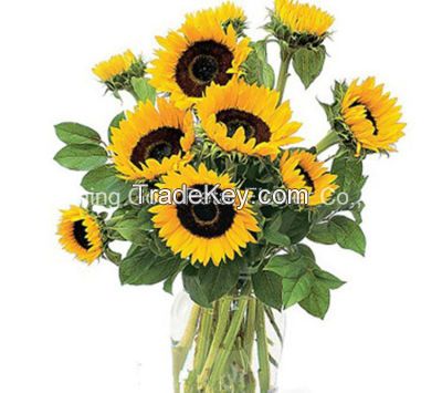 Superior Floral Fresh Cut Flowers Sun Flowers