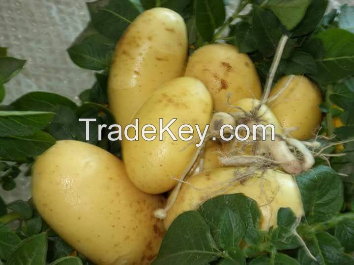 Fresh Potatoes Supplier