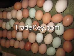 Chicken table and hatching eggs