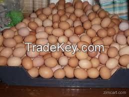 Egg - Fertile Chicken Eggs For Hatching Rhode Island Red Chickens