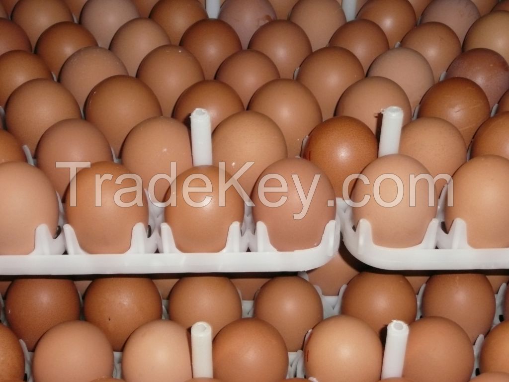 Farm fresh chicken eggs, Chicken table eggs, Brown Shell eggs, Fertile Hatching chicken eggs