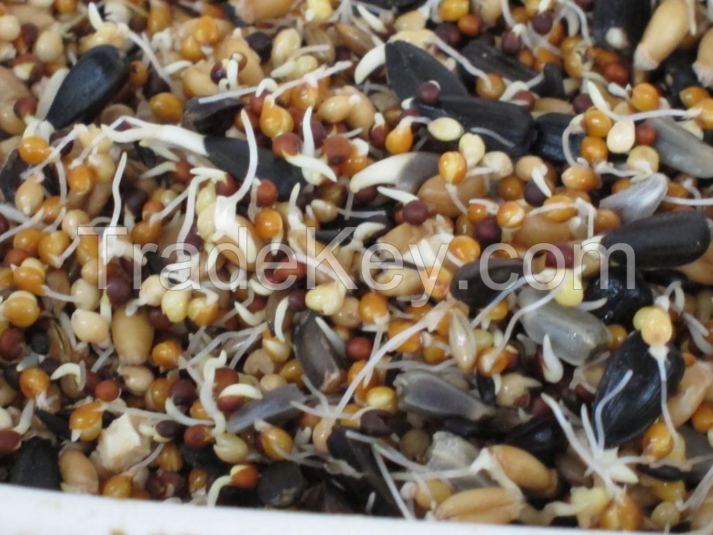Animal Feed, Peanuts, Niger Seeds, Millets, Black Peper, Animal Meal, Hemp Seeds, Millet, Soybean For Sale