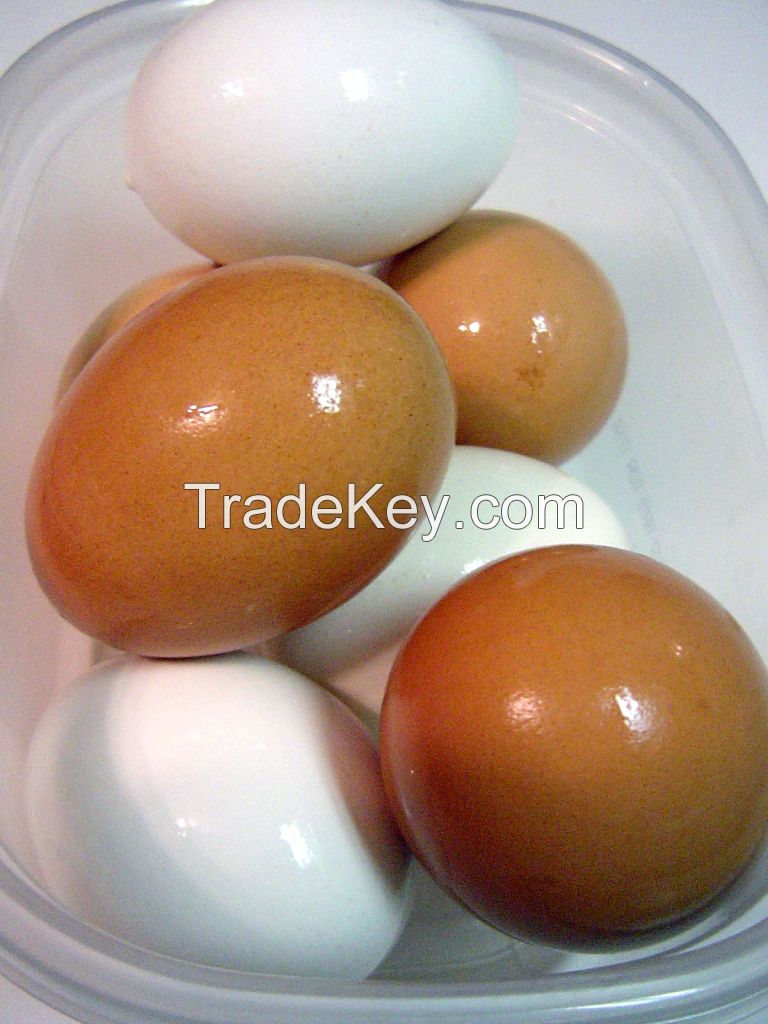 Best Quality Organic Fresh Chicken Table Eggs & Fertilized Hatching Eggs at affordable prices