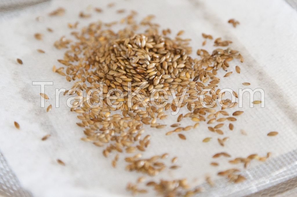 Hot sale animal feed barley