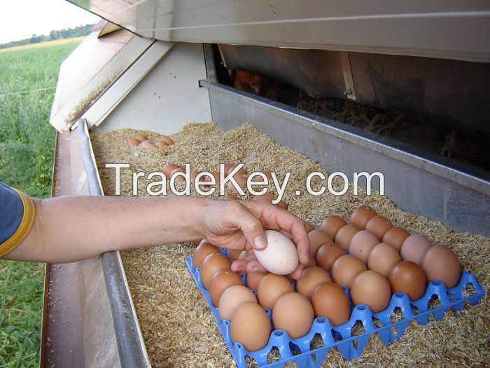 Fertile Chicken Eggs, hatching Eggs, day old Chicks, Eggs