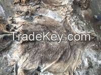 Wet Salted and Dried Donkey Hides/Goat Skin / Salted Cow Hides