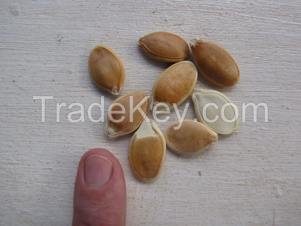 Chinese wholesale pumpkin seeds for sale
